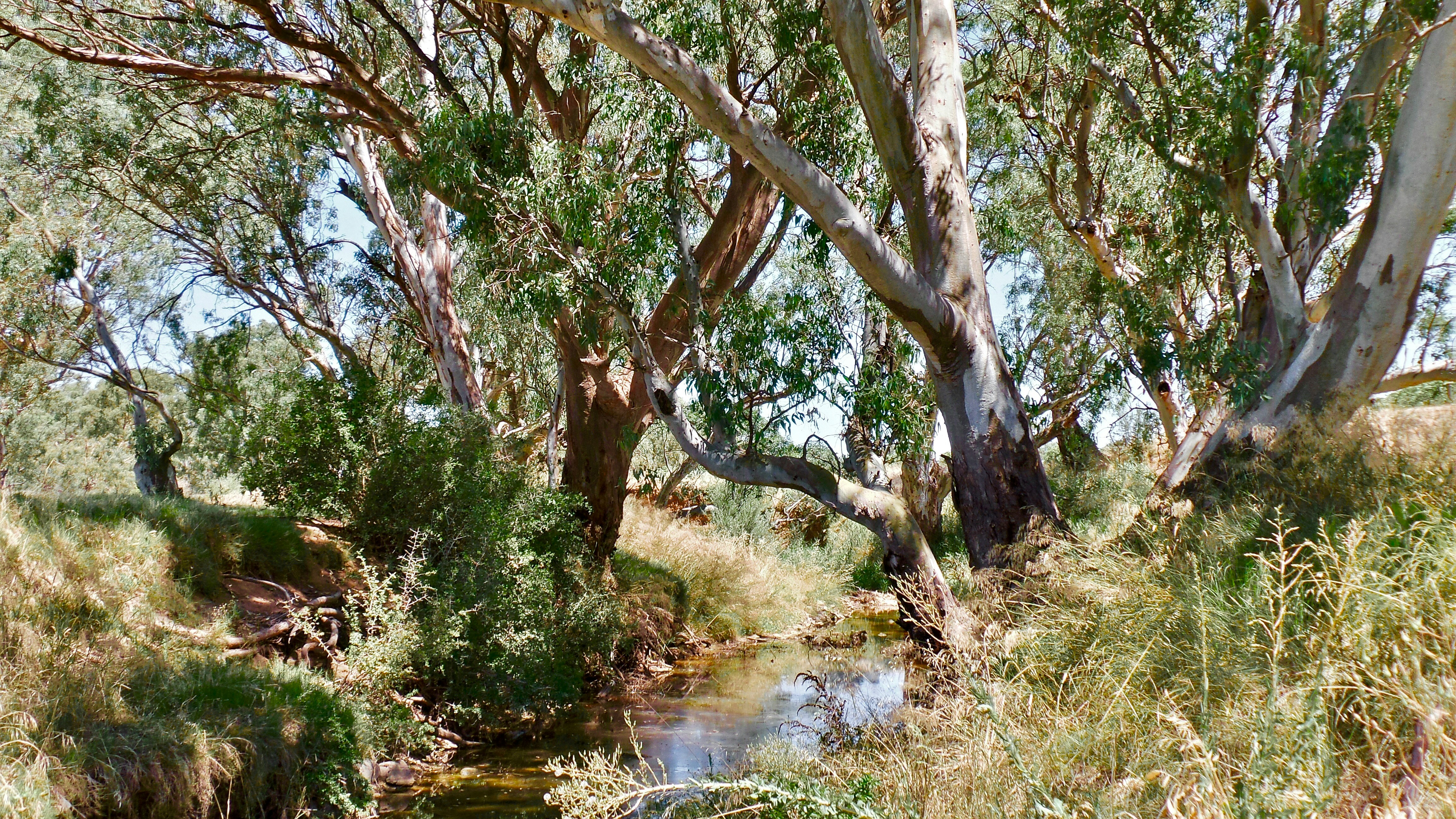 Australian eucalyptus trees along a creek