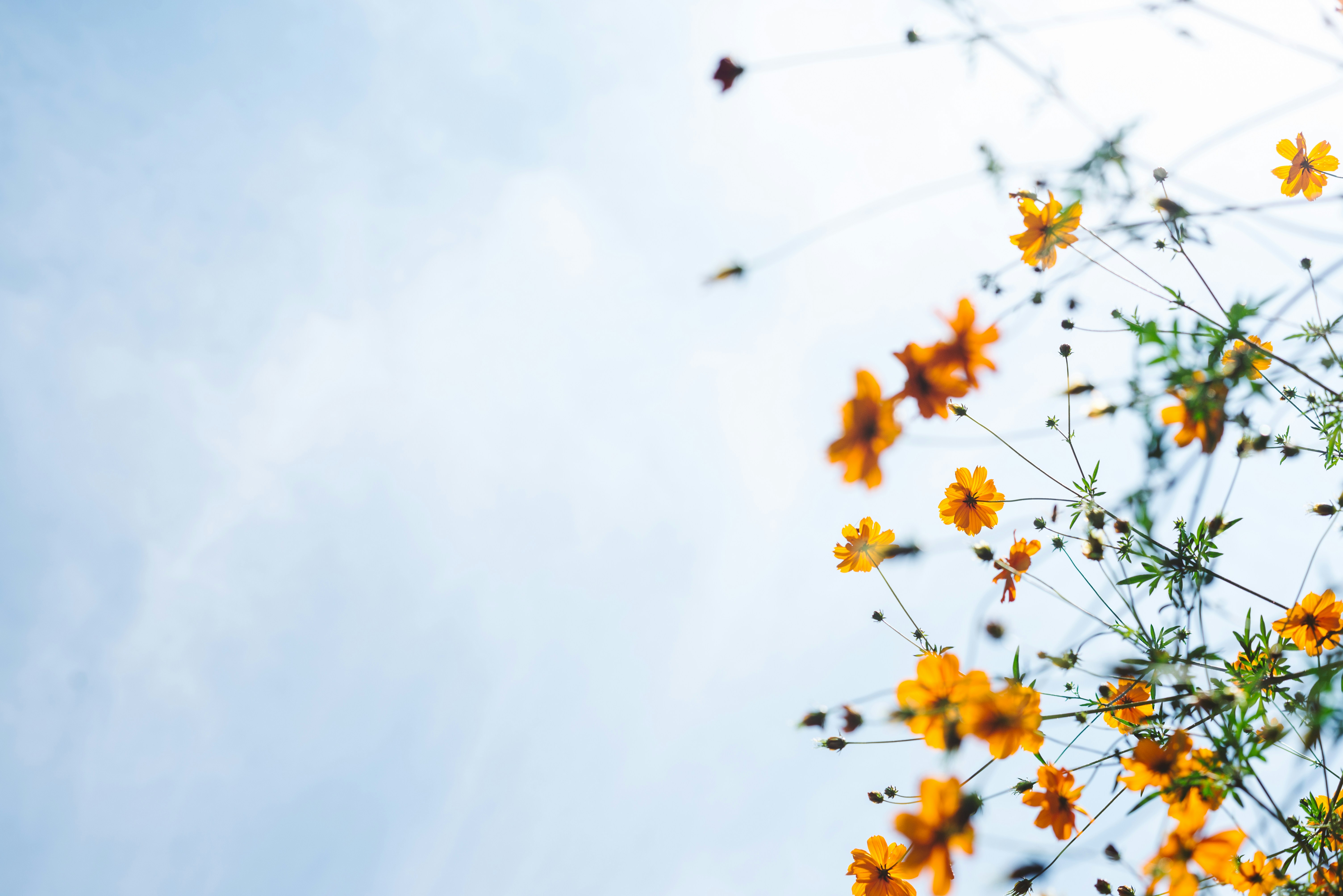 Yellow cosmos flowers against a soft sky